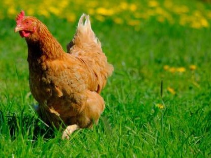 Chickens