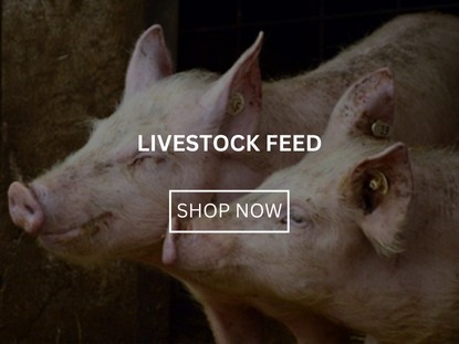 Livestock Feed & Accesories