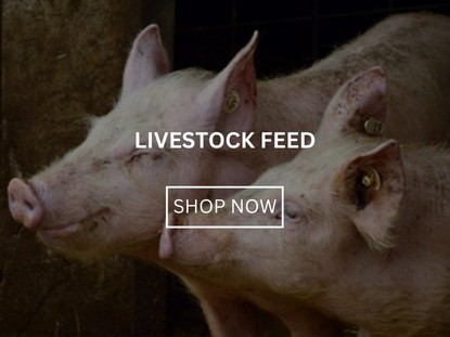 Livestock Feed