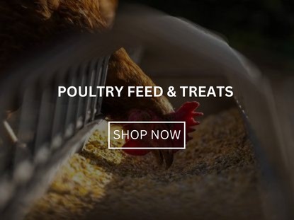 Poultry Feed and Supplements