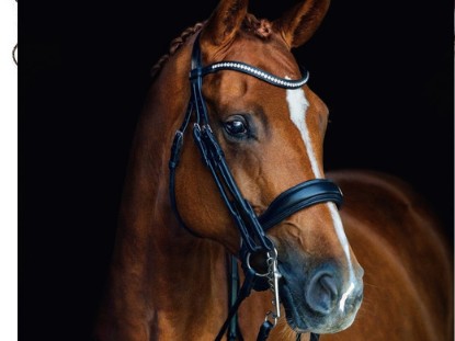 Bridles & Bridle Parts