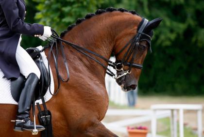 National Dressage Championships
