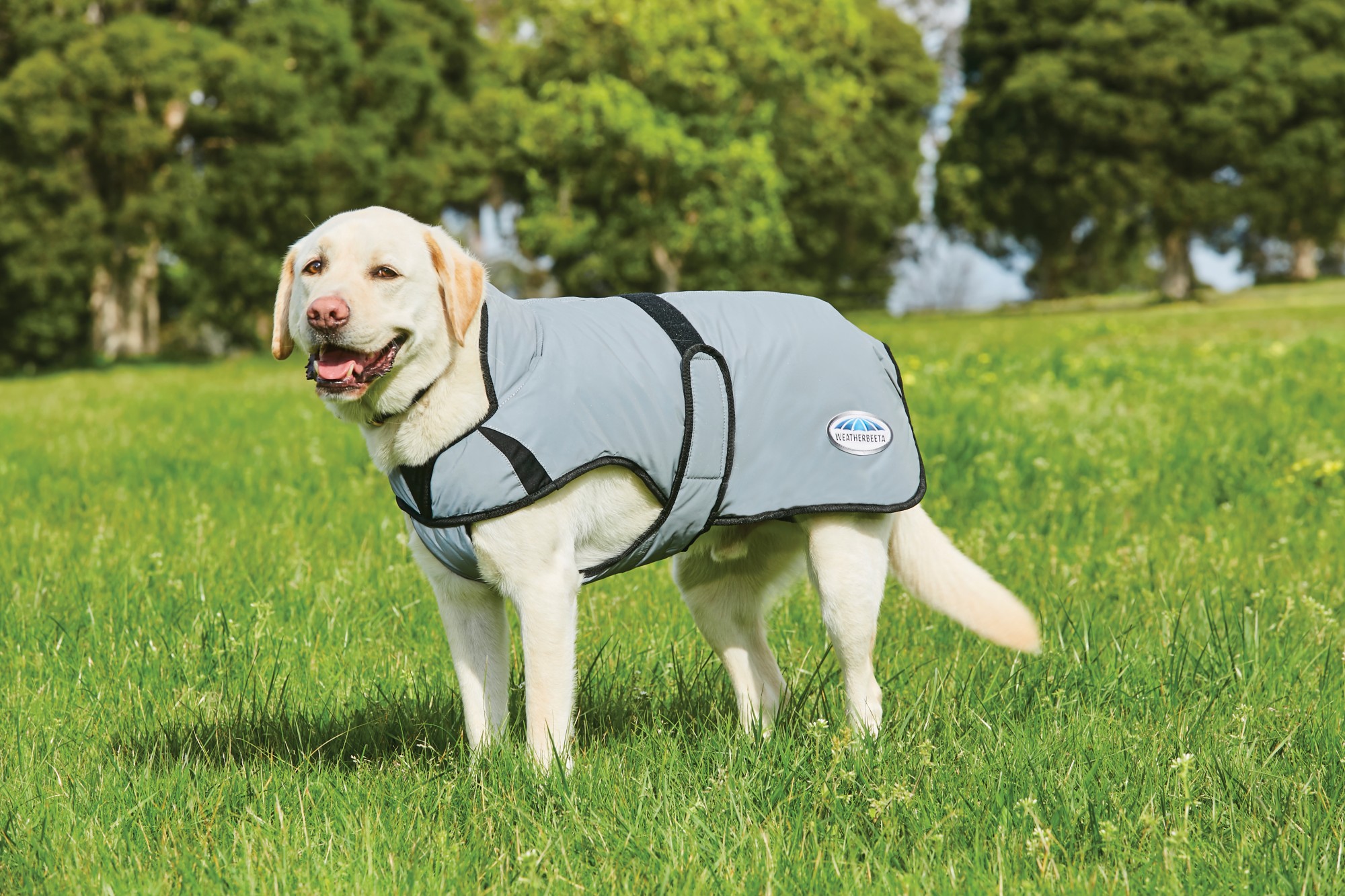 Weatherbeeta Comfitec Reflective Dog Coat Medium (Silver) Wychanger