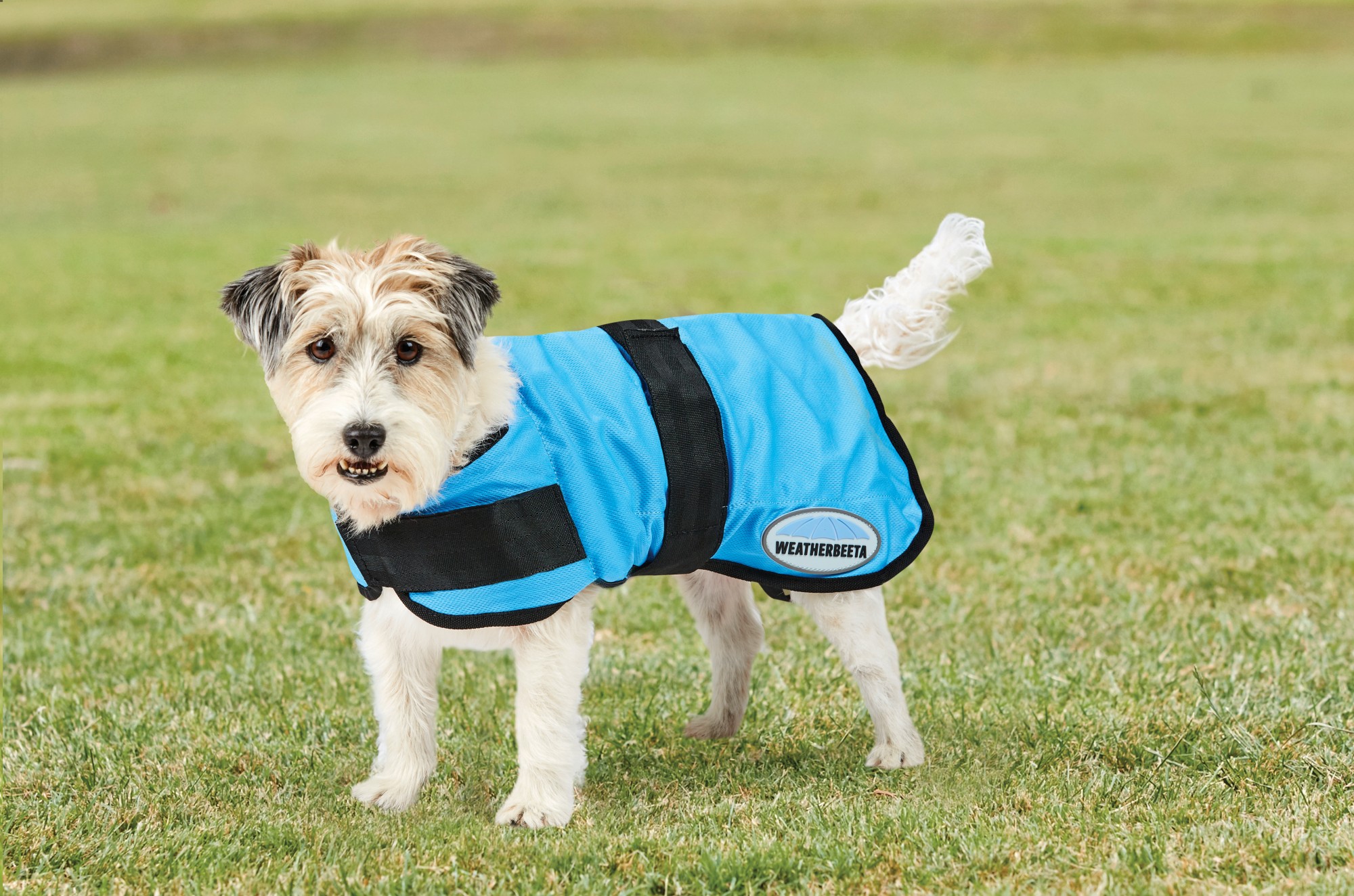 therapy dog coat