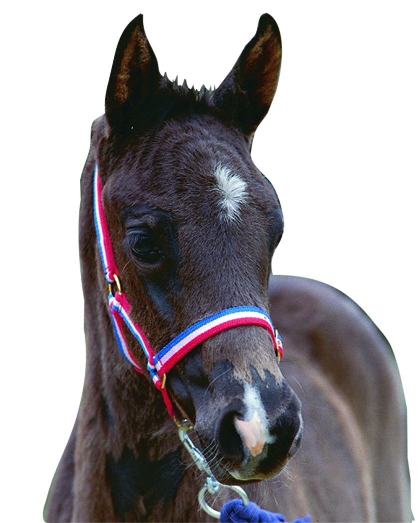 Roma Foal Headcollar (Red/White/Blue) Wychanger Barton