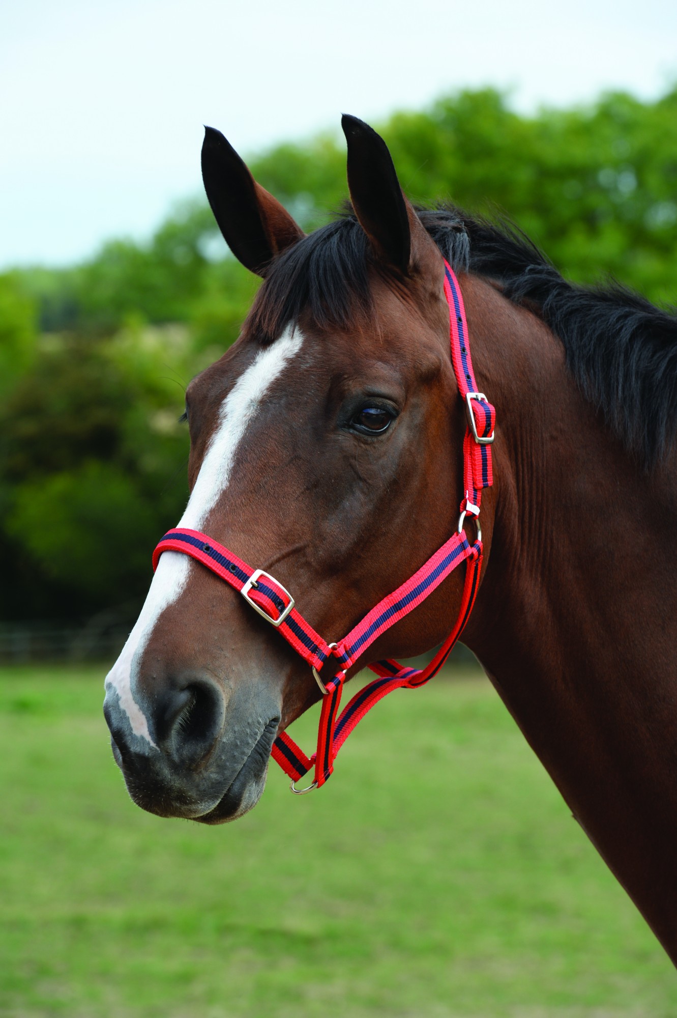 Roma Headcollar Lead Set (Red/Navy) Wychanger Barton