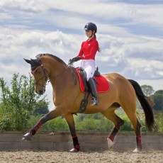 Woof Wear Dressage Wrap Colour Fusion (Royal Red)