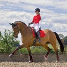 Woof Wear Ladies Performance Riding Shirt (Royal Red)