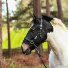 Equilibrium Stellar Headcollar (Black)