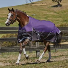 Weatherbeeta ComfiTec Plus Dynamic Turnout Standard 220g Med/Lite (Purple/Black)