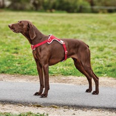 Weatherbeeta Elegance Dog Harness (Red)