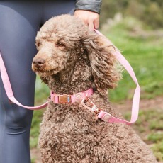 Weatherbeeta Elegance Dog Lead (Pink)