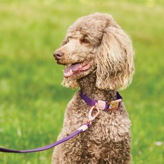 Weatherbeeta Elegance Dog Lead (Purple)