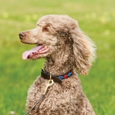 Weatherbeeta Polo Leather Dog Collar (Beaufort Brown/Pink/Blue)