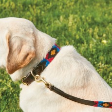 Weatherbeeta Polo Leather Dog Lead (Cowdray Brown/Pink/Blue/Yellow)