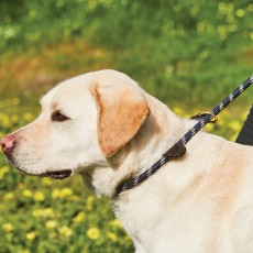 Weatherbeeta Rope Leather Slip Dog Lead (Navy/Brown)