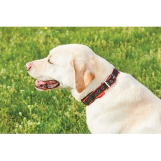 Weatherbeeta Therapy-Tec Dog Collar (Black/Red)