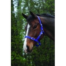 Saxon Economy Headcollar (Royal Blue)