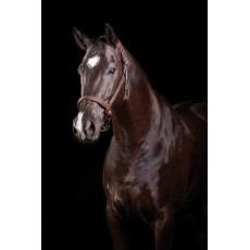 Collegiate Comfitec Leather Headcollar (Brown)