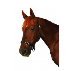 Roma Economy Headcollar (Black) Roma Economy Headcollar (Black)