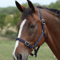 Roma Economy Headcollar (Navy) Roma Economy Headcollar (Navy)