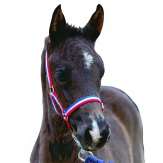 Roma Foal Headcollar (Blue)