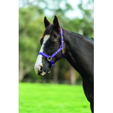 Saxon Brights Headcollar (Purple)