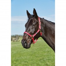Roma Brights Headcollar (Hot Pink)