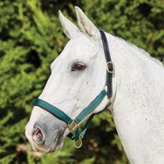 Kincade Deluxe Webbed Headcollar With Leather Crown (Hunter Green ) Kincade Deluxe Webbed Headcollar With Leather Crown (Hunter Green )