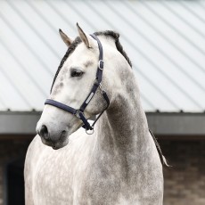 Equilibrium Stellar Headcollar (Navy)