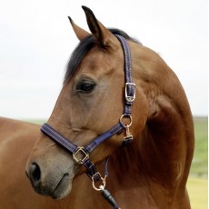 GoLeyGo Headcollar (Navy/Cream)