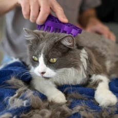 KONG Cat Zoom Groom Brush