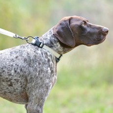 Weatherbeeta Explorer Dog Collar (Navy)