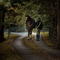 Woof Wear LED Sash (Hi Vis Yellow)