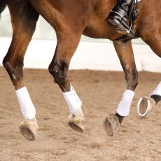 Equilibrium Stretch & Flex Flatwork Wraps (White)