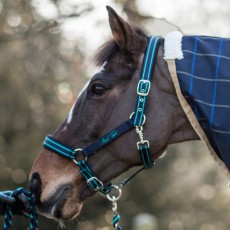 Mark Todd Headcollar (Navy & Aqua) Mark Todd Headcollar (Navy & Aqua)