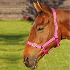 JHL Orion Headcollar  (Brown)