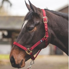 Mark Todd Turnout Safety Headcollar (Red)