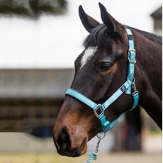 Mark Todd Deluxe Padded Headcollar With Leadrope (Aqua)