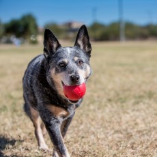 KONG Ball