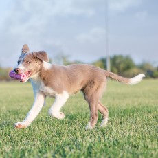 KONG Puppy Teething Stick (Assorted Colours)