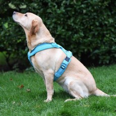 Woofmasta Hi-Viz Flashing Dog Harness (Aqua)