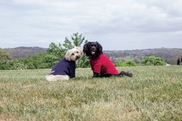 Weatherbeeta Comfitec Fleece Dog Jumper (Burgundy)