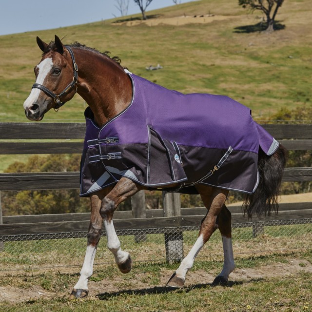 Weatherbeeta ComfiTec Plus Dynamic Turnout Standard 220g Med/Lite (Purple/Black)