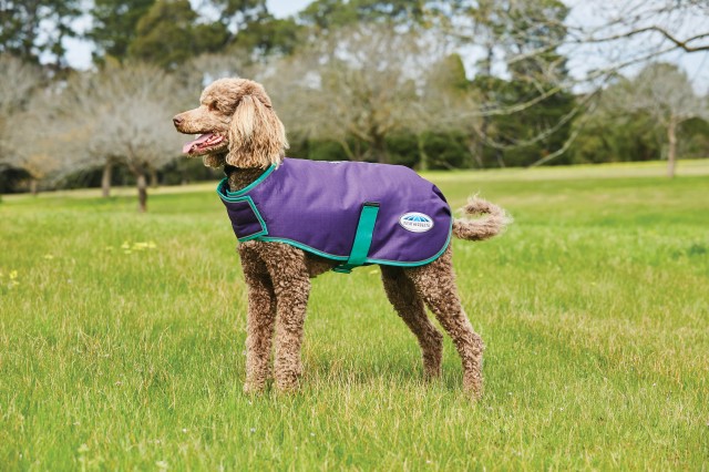 Weatherbeeta Comfitec Premier Free Parka Dog Coat Medium (Bright Purple/Green)