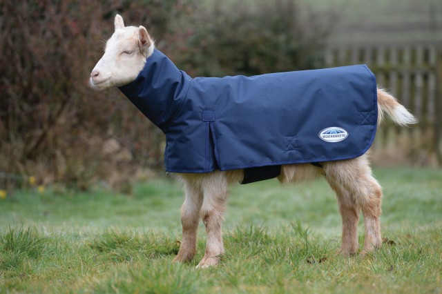 Weatherbeeta Goat Coat With Neck (Navy)