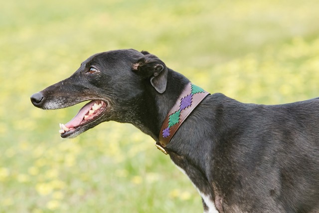 Weatherbeeta Lurcher Polo Leather Dog Collar  (Beaufort Brown/Purple/Teal)