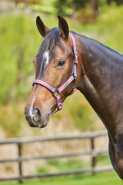 Weatherbeeta Ombre Headcollar (Desert Sky)
