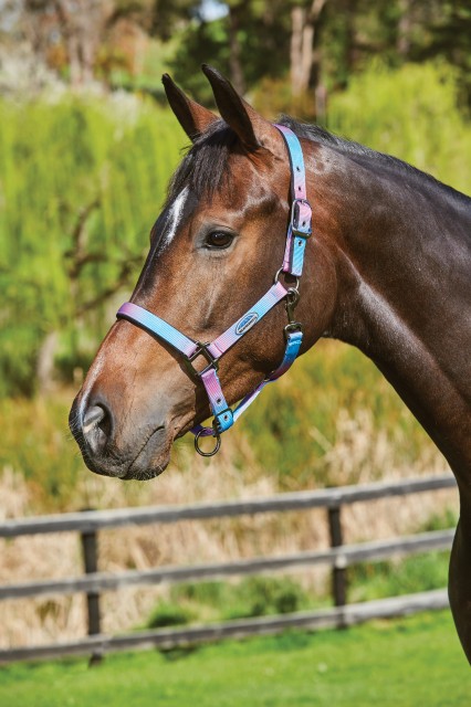 Weatherbeeta Ombre Headcollar (Lagoon Mist)