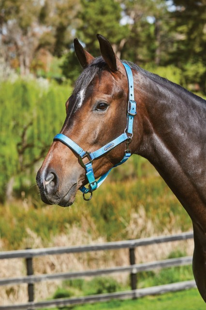 Weatherbeeta Ombre Headcollar (Ocean Breeze)